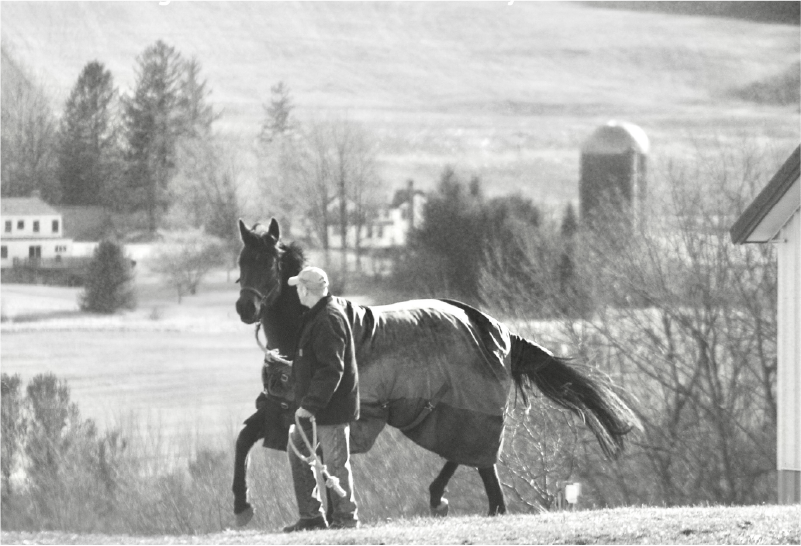 A Horse Owner Wouldn’t Employ A Plumber To Train Their Horse 